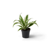 Baby Dracaena fragrans ‘Warneckii’ with grey-green leaves, white stripes and dark green edges