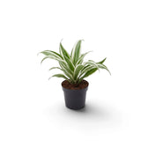Baby Dracaena fragrans ‘Warneckii’ with grey-green leaves, white stripes and dark green edges