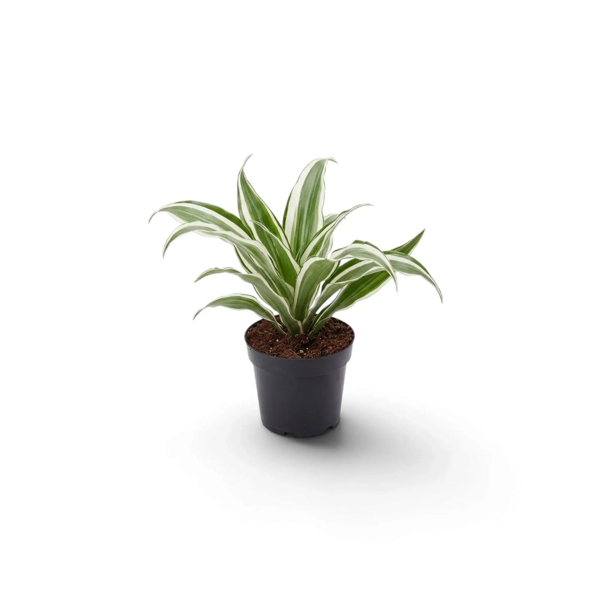 Baby Dracaena fragrans ‘Warneckii’ with grey-green leaves, white stripes and dark green edges