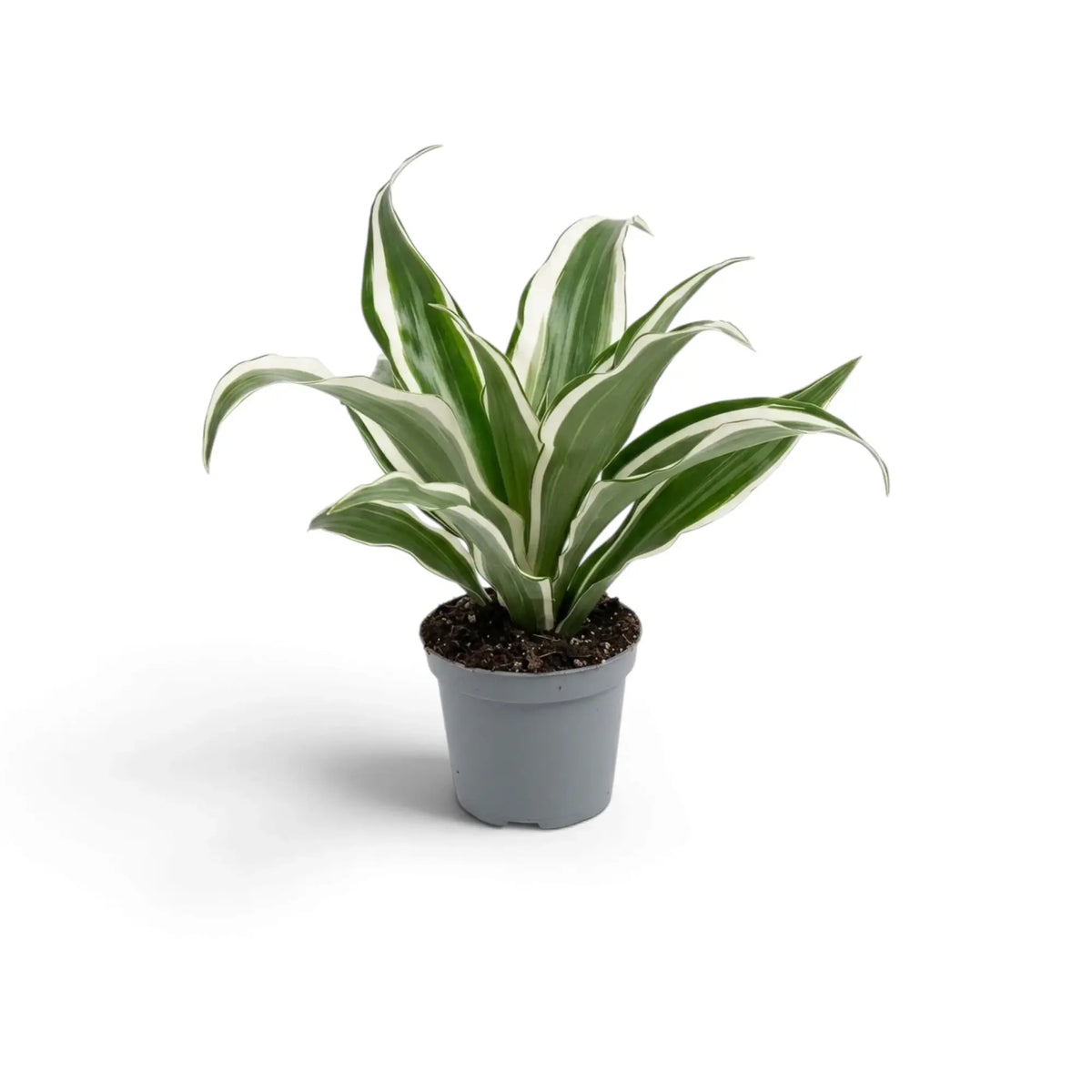 Baby Dracaena fragrans ‘Warneckii’ with grey-green leaves, white stripes and dark green edges