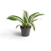 Baby Dracaena fragrans ‘Warneckii’ with grey-green leaves, white stripes and dark green edges