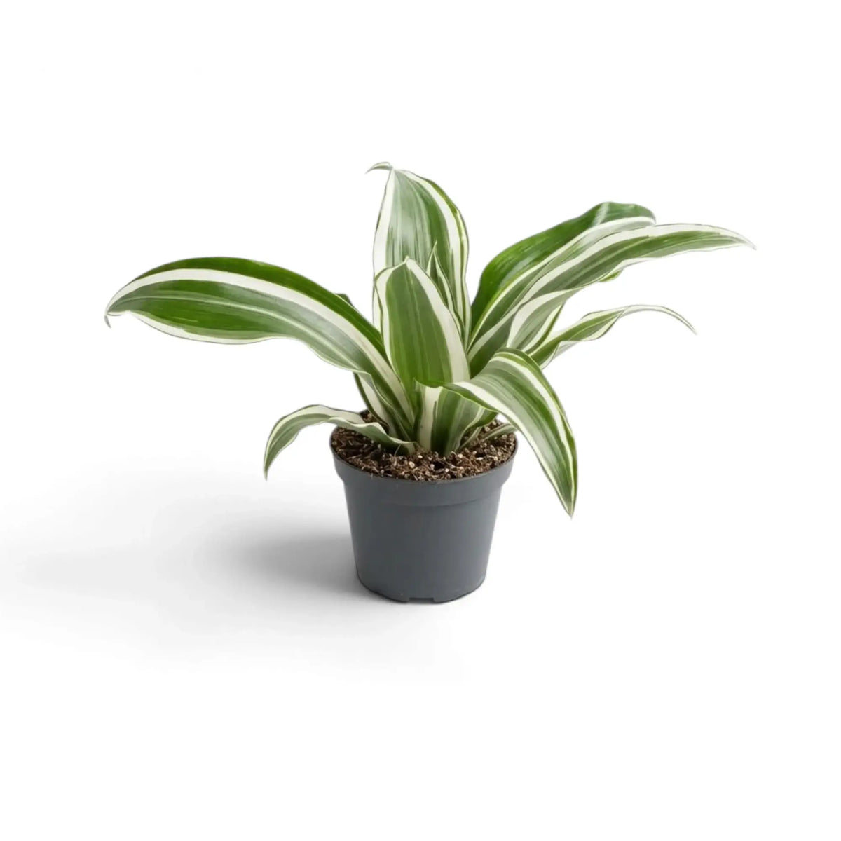 Baby Dracaena fragrans ‘Warneckii’ with grey-green leaves, white stripes and dark green edges