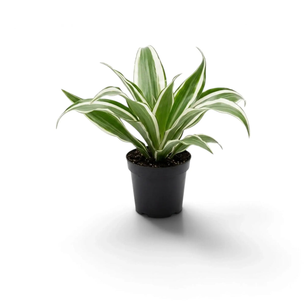 Baby Dracaena fragrans ‘Warneckii’ with grey-green leaves, white stripes and dark green edges