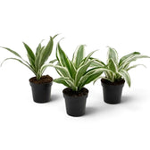 Baby Dracaena fragrans ‘Warneckii’ with grey-green leaves, white stripes and dark green edges