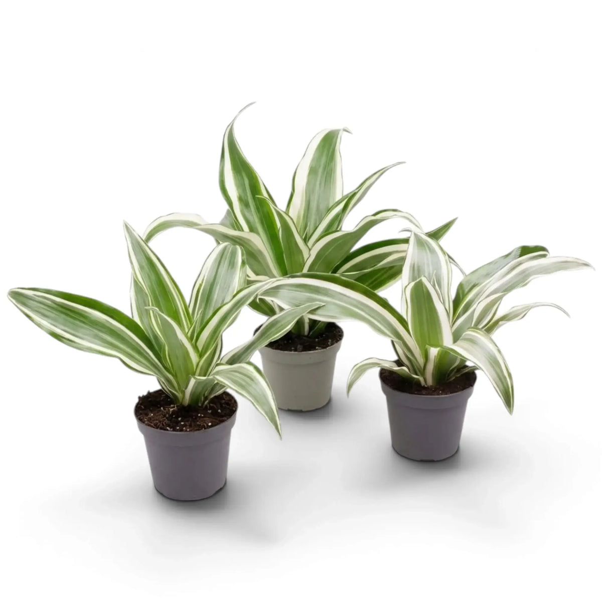 Baby Dracaena fragrans ‘Warneckii’ with grey-green leaves, white stripes and dark green edges