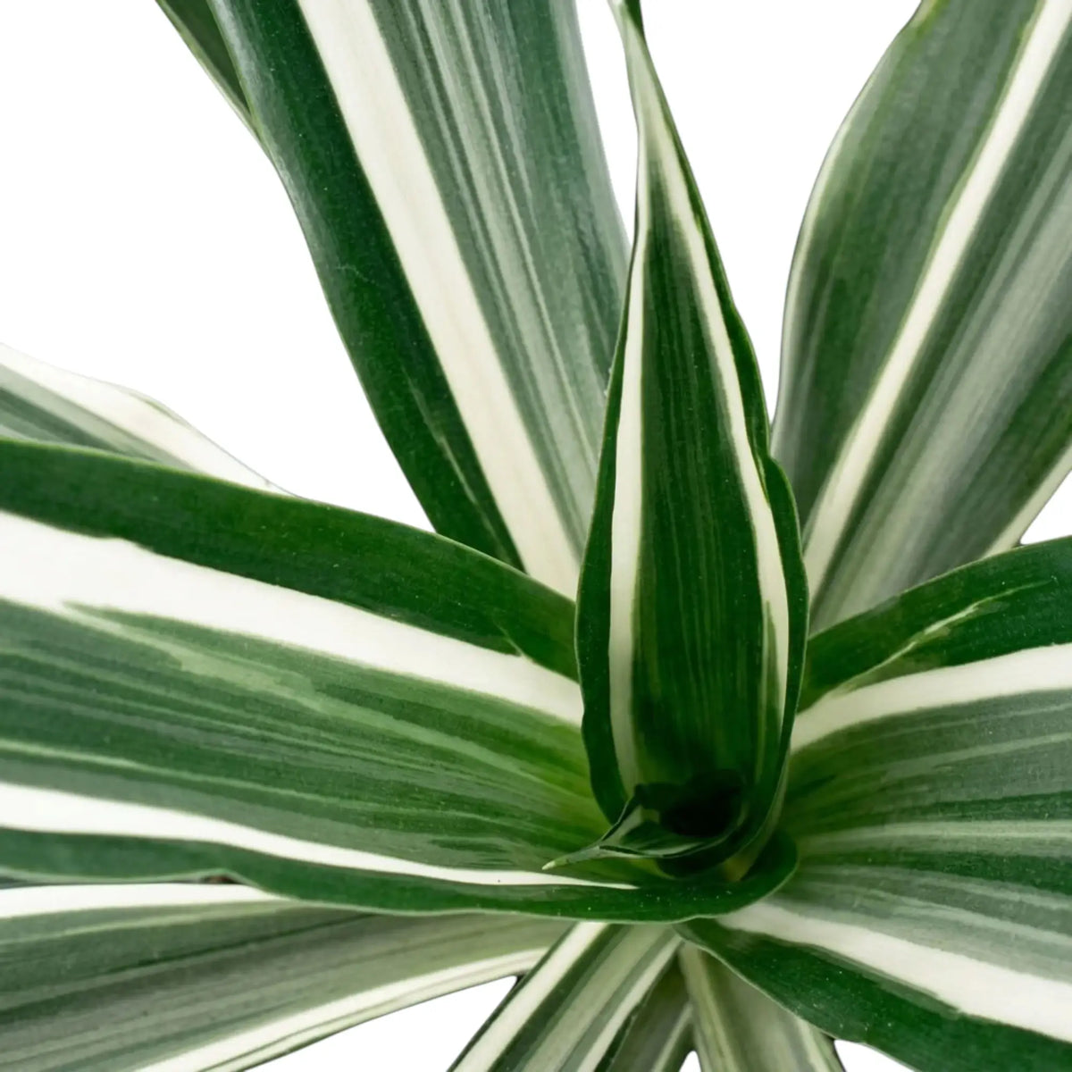 Close-up of grey-green leaves with white stripes and dark green edges on Dracaena fragrans ‘Warneckii’