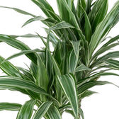 Close-up of grey-green leaves with white stripes and dark green edges on Dracaena fragrans ‘Warneckii’