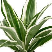 Close-up of grey-green leaves with white stripes and dark green edges on Dracaena fragrans ‘Warneckii’