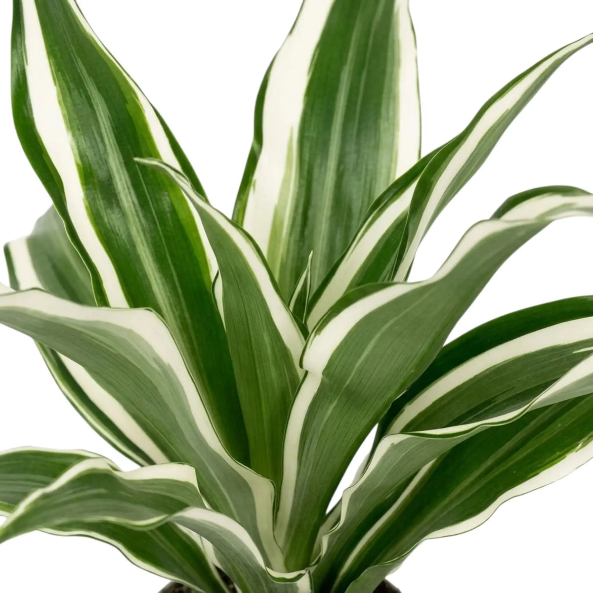 Close-up of grey-green leaves with white stripes and dark green edges on Dracaena fragrans ‘Warneckii’