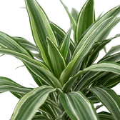 Close-up of grey-green leaves with white stripes and dark green edges on Dracaena fragrans ‘Warneckii’