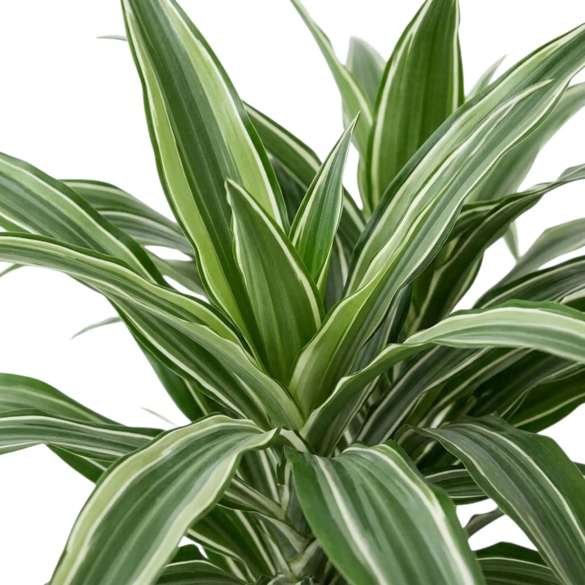 Close-up of grey-green leaves with white stripes and dark green edges on Dracaena fragrans ‘Warneckii’