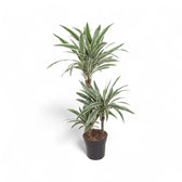 Dracaena fragrans ‘White stripe’ Zimmerpflanze im Anzuchttopf vor weißem Hintergrund, Produktfoto 5.