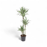 Dracaena fragrans ‘White stripe’ Zimmerpflanze im Anzuchttopf vor weißem Hintergrund, Produktfoto 6.