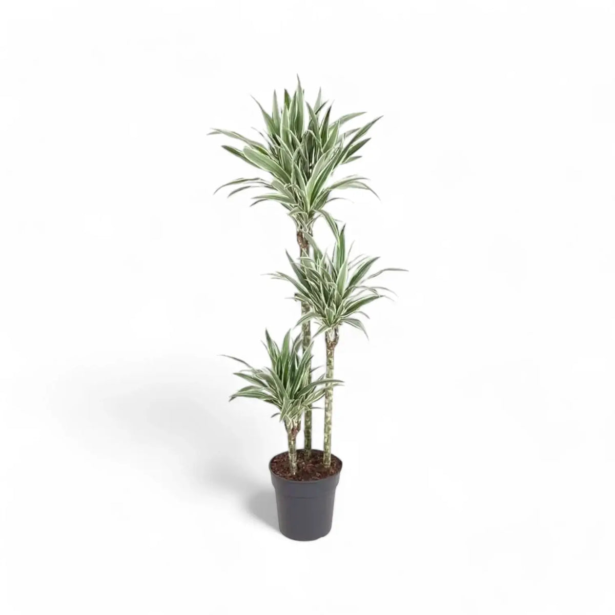 Dracaena fragrans ‘White stripe’ Zimmerpflanze im Anzuchttopf vor weißem Hintergrund, Produktfoto 6.