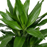 Nahaufnahme der glänzenden, dunkelgrünen Blätter von Dracaena fragrans ‘Janet Lind’ mit hellgrünen Streifen