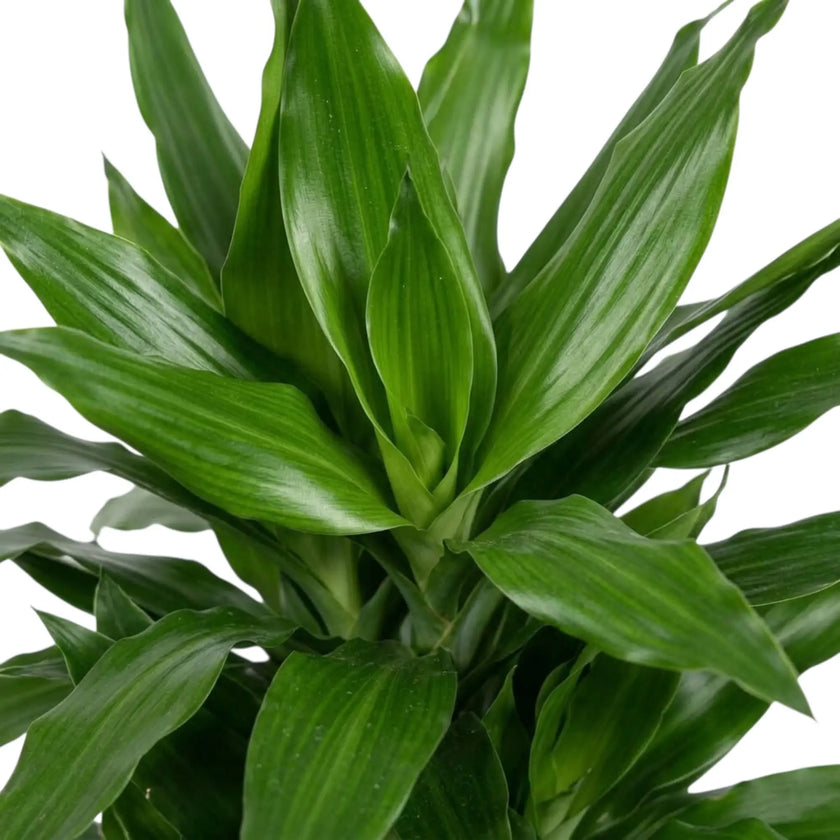 Close-up of glossy dark green leaves with lighter green stripes on Dracaena fragrans ‘Janet Lind’