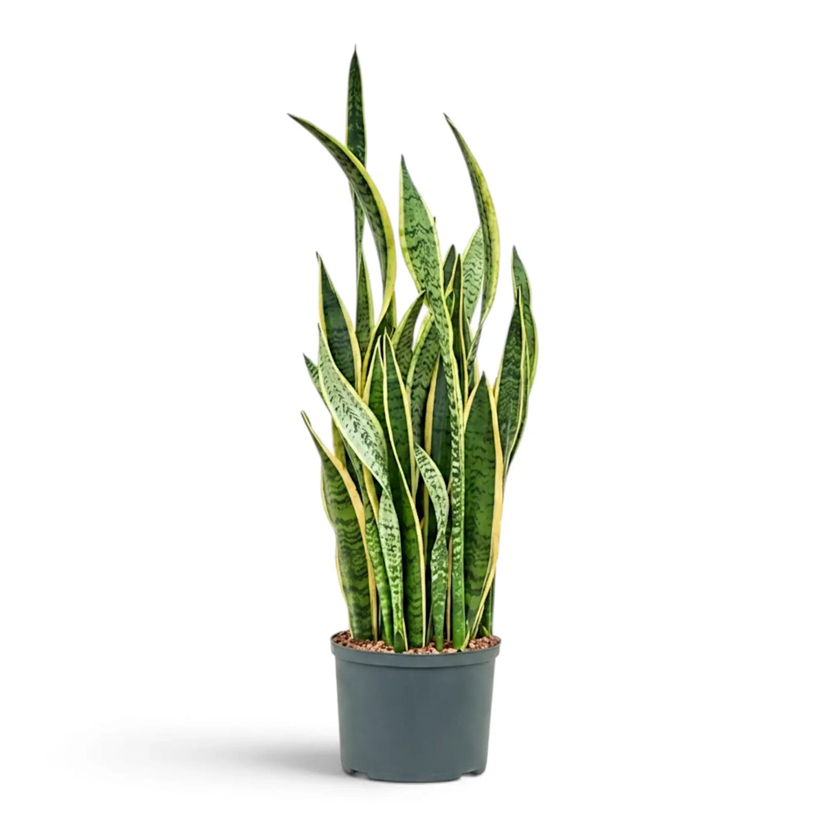Sehr große Dracaena trifasciata 'Laurentii' mit aufrechten schwertförmigen grünen Blättern und gelben Rändern