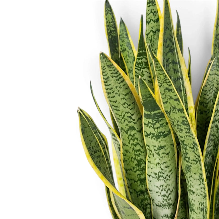 Close-up of Dracaena trifasciata 'Laurentii' with mottled dark- and light-green banding across the leaf surface
