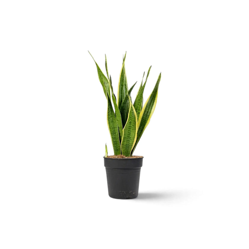 Small Dracaena trifasciata 'Laurentii' in a nursery pot with banded green leaves and golden-yellow margins