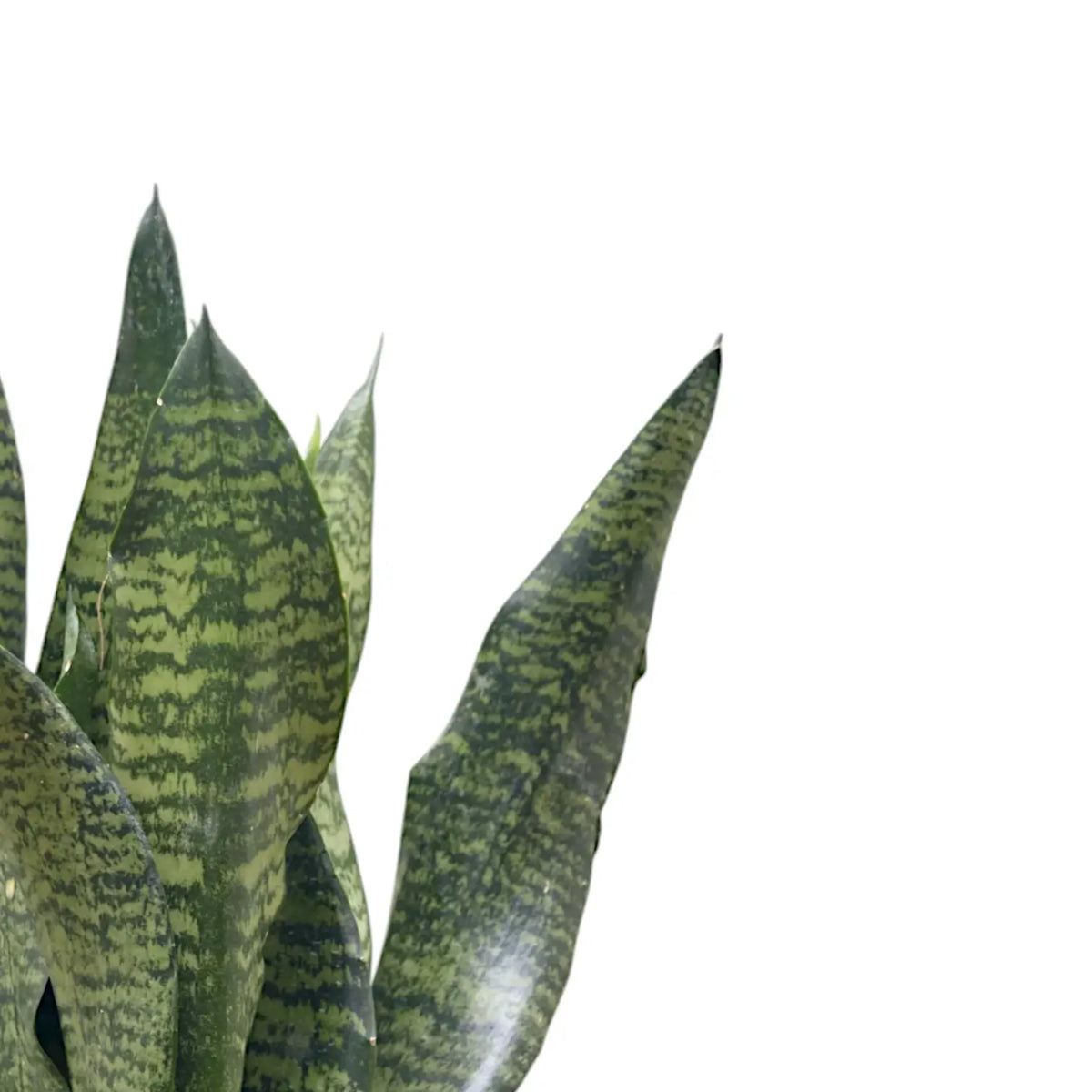 Dracaena (Sansevieria) masoniana 'Dragon' close-up of leaf on white background.