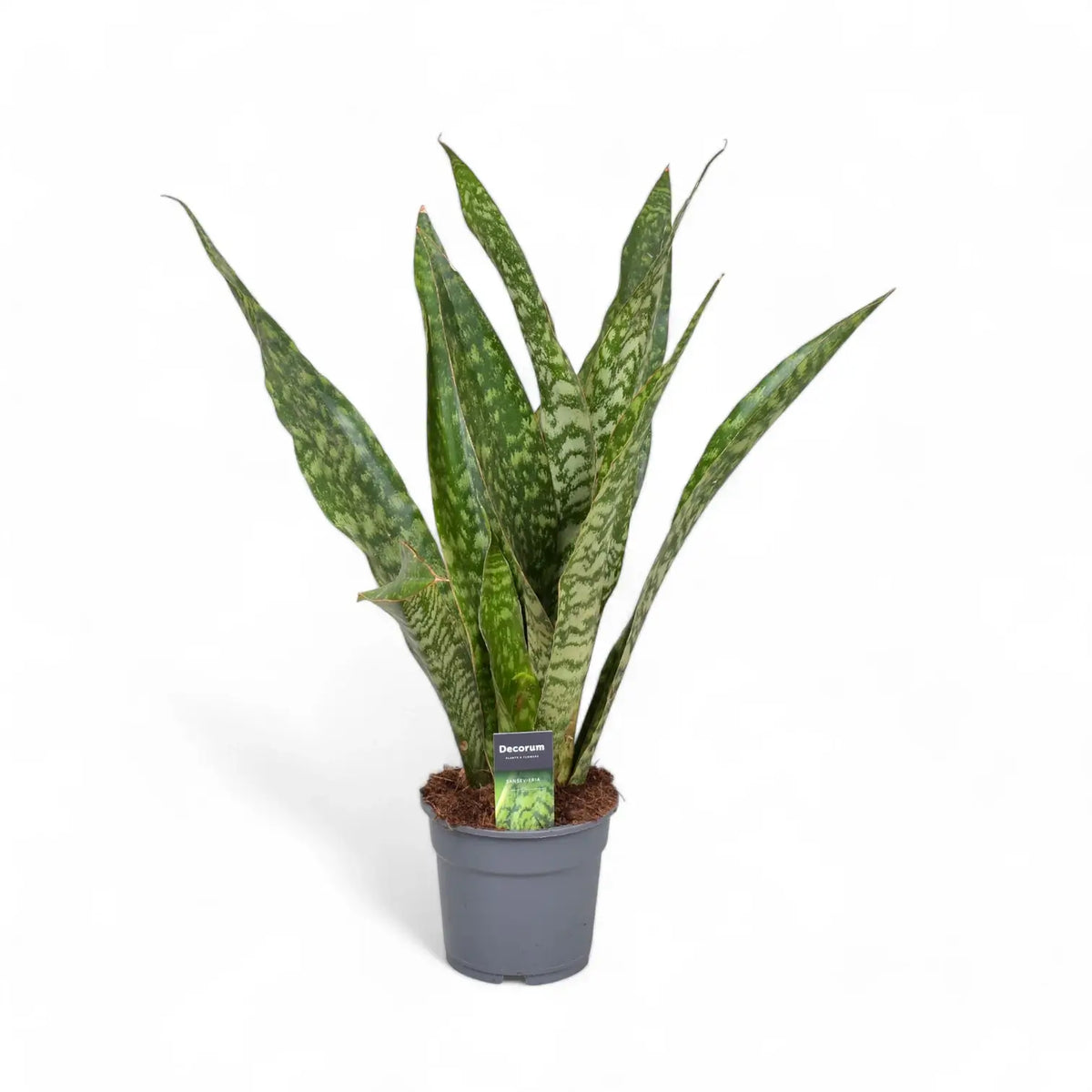 Dracaena (Sansevieria) masoniana 'Dragon' potted plant in nursery pot on white background.