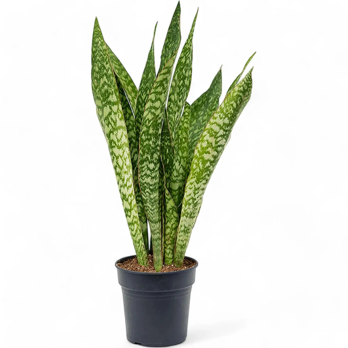 Dracaena (Sansevieria) masoniana 'Dragon' potted plant in nursery pot on white background.