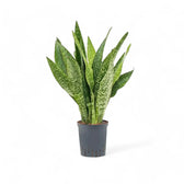 Dracaena (Sansevieria) masoniana 'Dragon' potted plant in nursery pot on white background.
