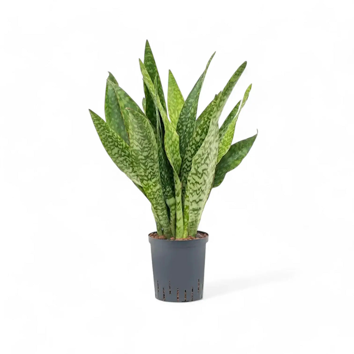 Dracaena (Sansevieria) masoniana 'Dragon' potted plant in nursery pot on white background.