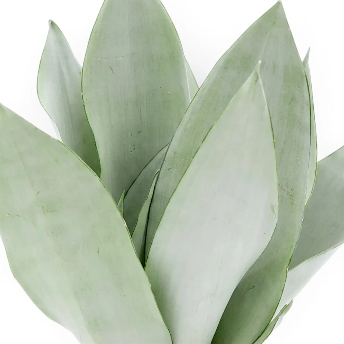 Nahaufnahme der aufrechten, hellen, silbrig grünen Blätter von Dracaena trifasciata ‘Moonshine’