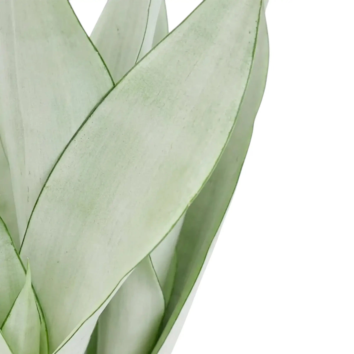 Nahaufnahme der aufrechten, hellen, silbrig grünen Blätter von Dracaena trifasciata ‘Moonshine’