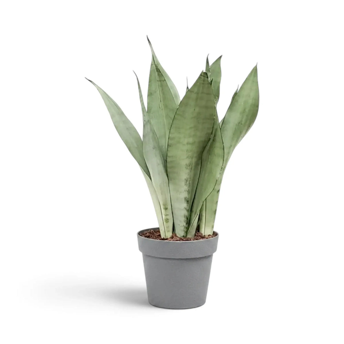 Große Dracaena trifasciata ‘Moonshine’ im Kulturtopf mit aufrechten, hellen, silbrig grünen Blättern