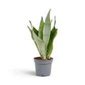 Große Dracaena trifasciata ‘Moonshine’ im Kulturtopf mit aufrechten, hellen, silbrig grünen Blättern
