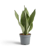 Große Dracaena trifasciata ‘Moonshine’ im Kulturtopf mit aufrechten, hellen, silbrig grünen Blättern