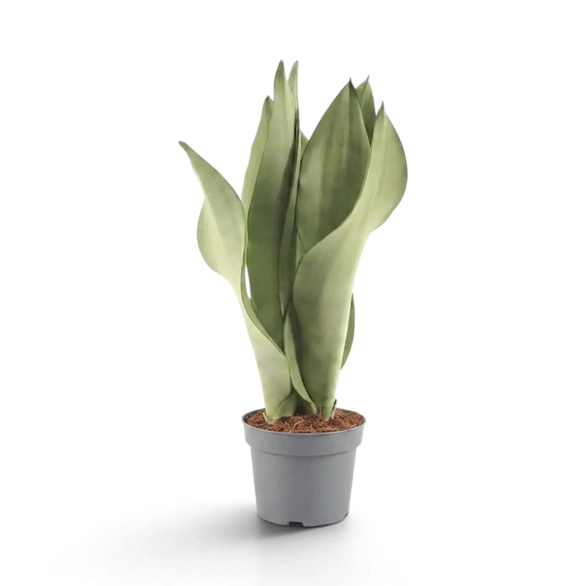 Große Dracaena trifasciata ‘Moonshine’ im Kulturtopf mit aufrechten, hellen, silbrig grünen Blättern