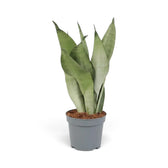 Große Dracaena trifasciata ‘Moonshine’ im Kulturtopf mit aufrechten, hellen, silbrig grünen Blättern