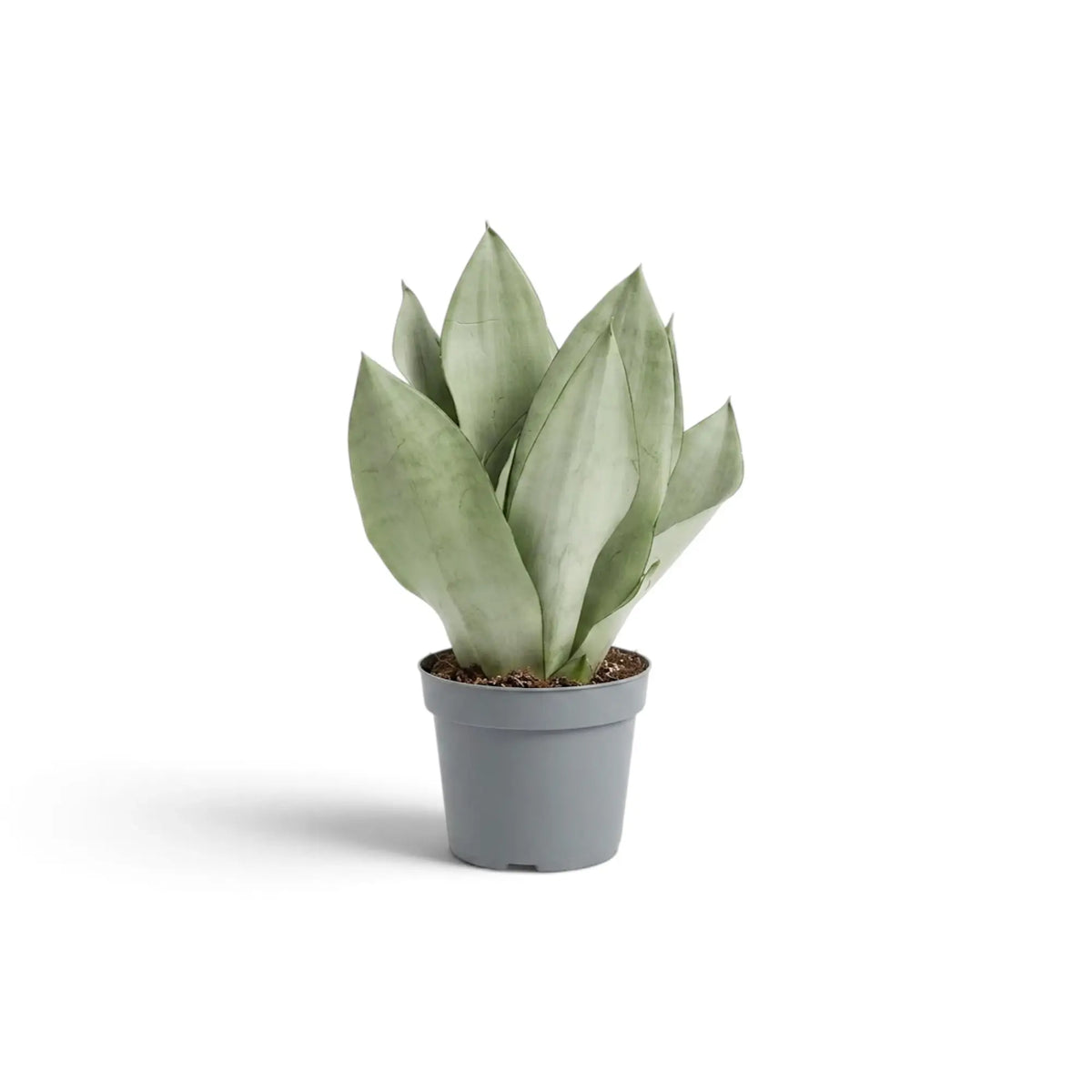 Mittelgroße Dracaena trifasciata ‘Moonshine’ im Kulturtopf mit aufrechten, hellen, silbrig grünen Blättern