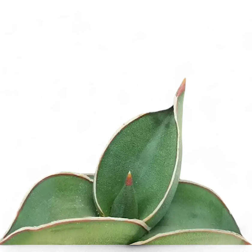 Dracaena (Sansevieria) perrotii 'Samurai' – Blattdetail vor weißem Hintergrund..