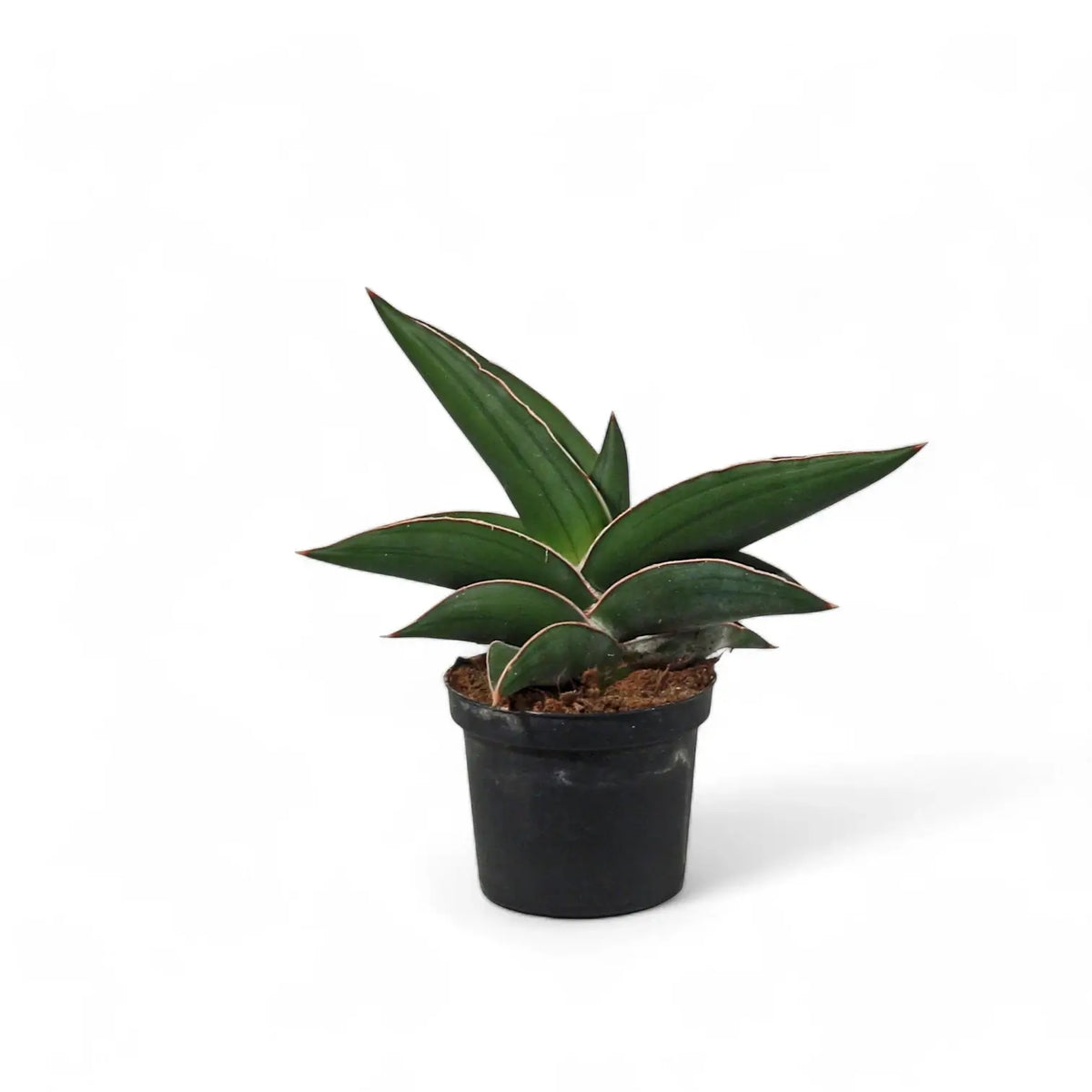 Dracaena (Sansevieria) perrotii 'Samurai' Zimmerpflanze im Anzuchttopf vor weißem Hintergrund, Produktfoto 3.
