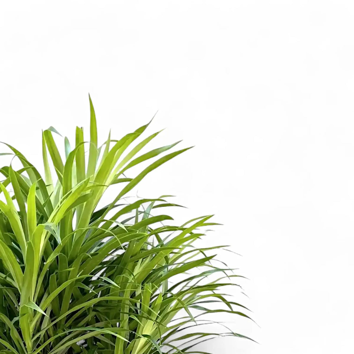 Dracaena reflexa 'Anita' – Blattdetail vor weißem Hintergrund..