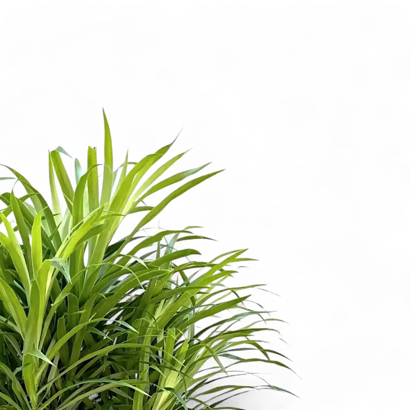 Dracaena reflexa 'Anita' – Blattdetail vor weißem Hintergrund..