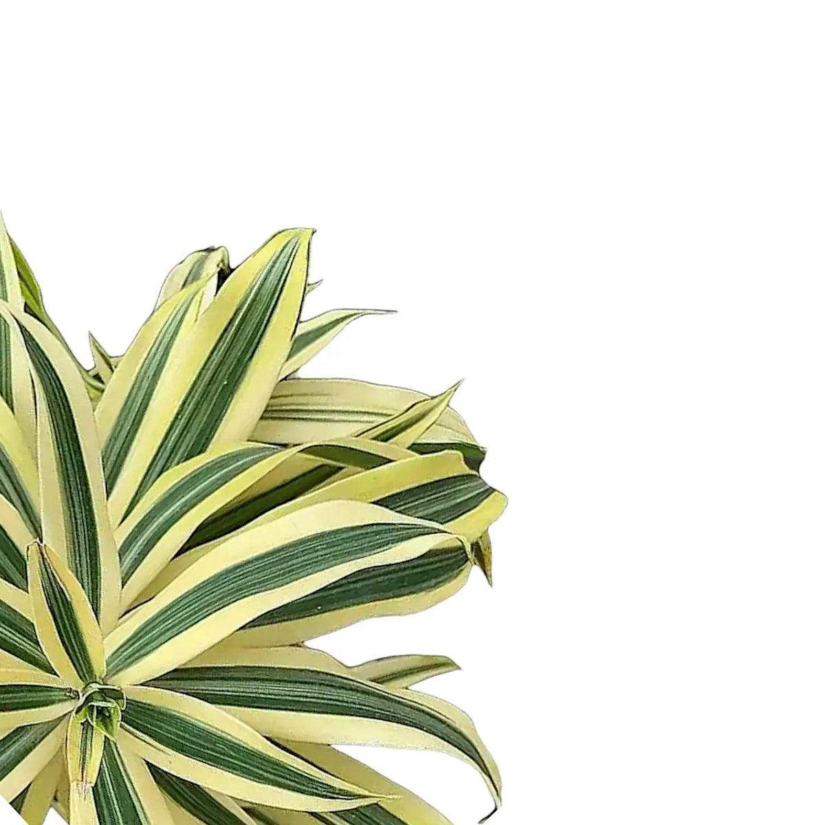 Nahaufnahme eines Blatts von Dracaena reflexa 'Song Of India' vor weißem Hintergrund.