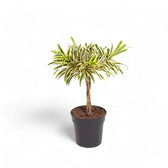 Dracaena reflexa 'Song Of India' – Topfpflanze im Kulturtopf vor weißem Hintergrund, Produktfoto 2.