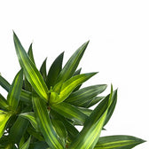 Dracaena reflexa 'Song of Jamaica' close-up of leaf on white background.