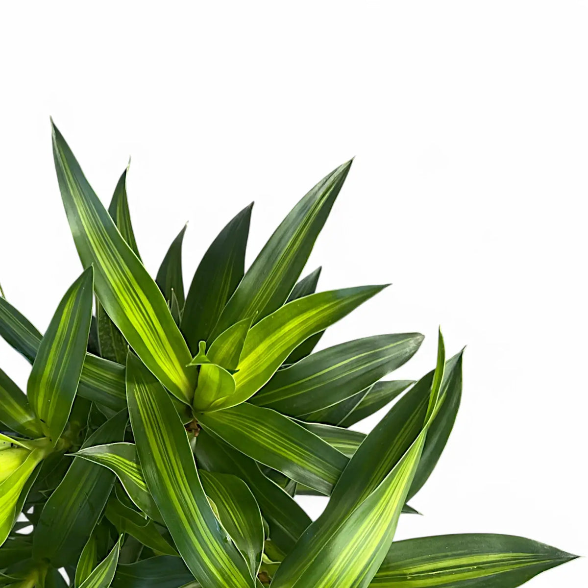 Dracaena reflexa 'Song of Jamaica' leaf close-up on white background.