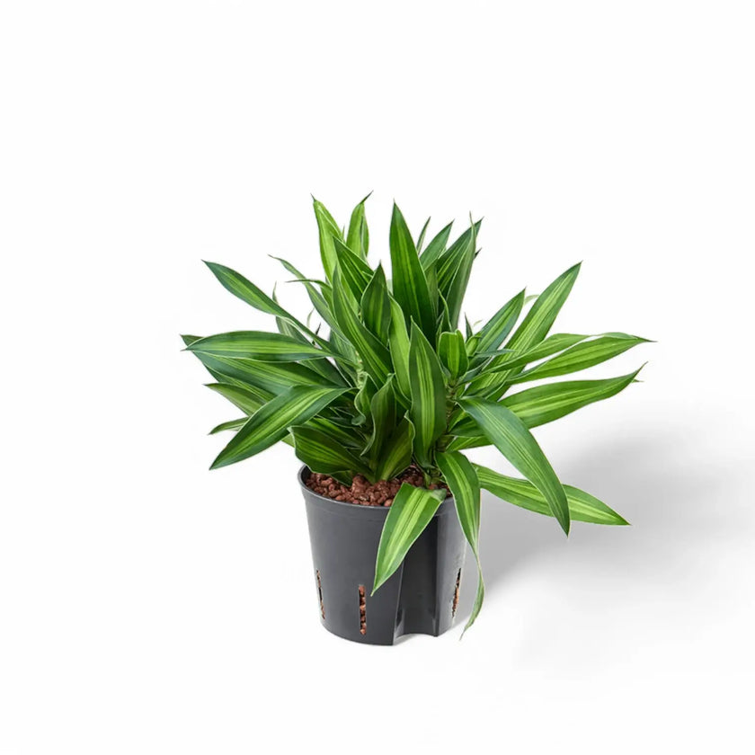 Dracaena reflexa 'Song of Jamaica' – Topfpflanze im Kulturtopf vor weißem Hintergrund, Produktfoto 2.