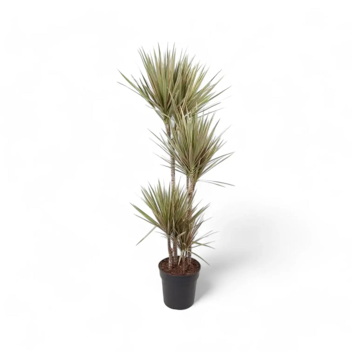 Dracaena reflexa var. angustifolia 'Bicolor' potted plant in nursery pot on white background.