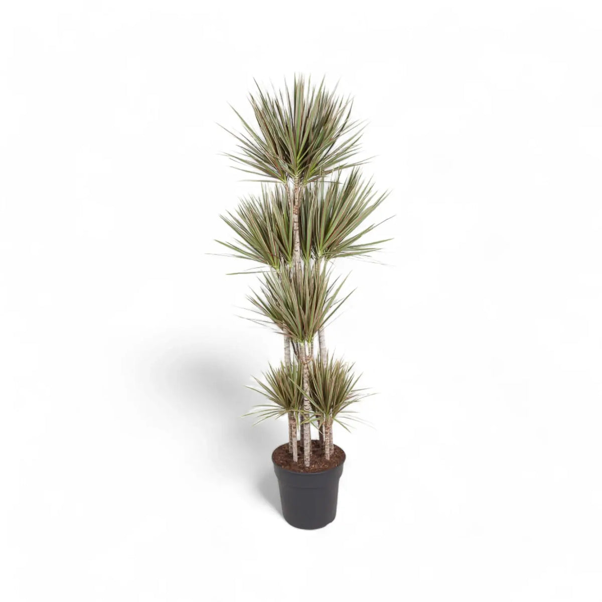 Dracaena reflexa var. angustifolia 'Bicolor' potted plant in nursery pot on white background.