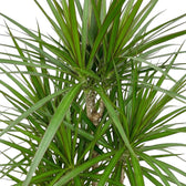 Nahaufnahme der schmalen, glänzenden grünen Blätter mit roten Blatträndern von Dracaena reflexa var. angustifolia