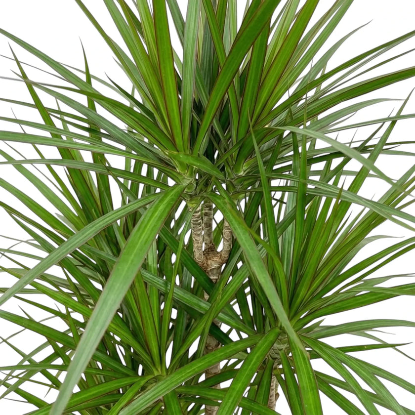Close-up of narrow glossy green leaves edged in red on Dracaena reflexa var. angustifolia