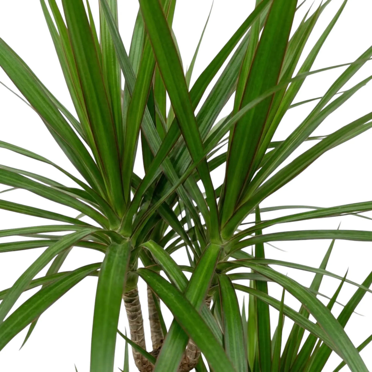 Nahaufnahme der schmalen, glänzenden grünen Blätter mit roten Blatträndern von Dracaena reflexa var. angustifolia